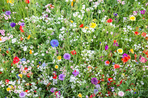 Multiple colored wildflowers in summer garden