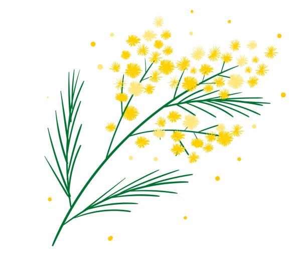 Yellow mimosa flower branch symbol of spring isolated on white. Bundle of parts of gorgeous spring flowering plant. Elegant floral decorations. Vector illustration. Yellow mimosa flower branch symbol of spring isolated on white. Bundle of parts of gorgeous spring flowering plant. Elegant floral decorations. Vector illustration. acacia tree stock illustrations