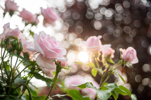 Pink rose in summer garden stock photo