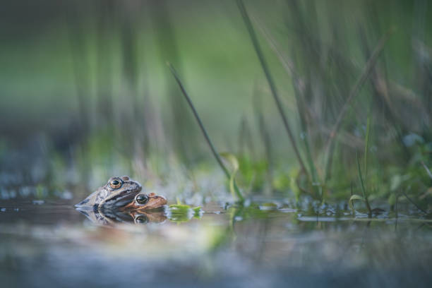 Frog shooting at water level
