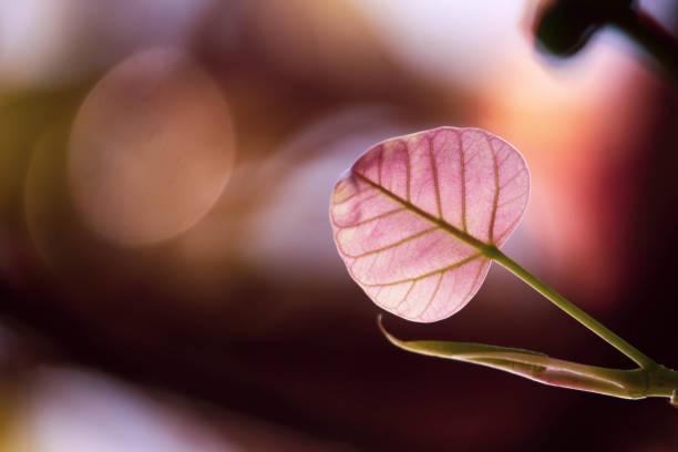Bo leaf with Sunlight  in the morning, Bo tree  representing Buddhism in thailand.