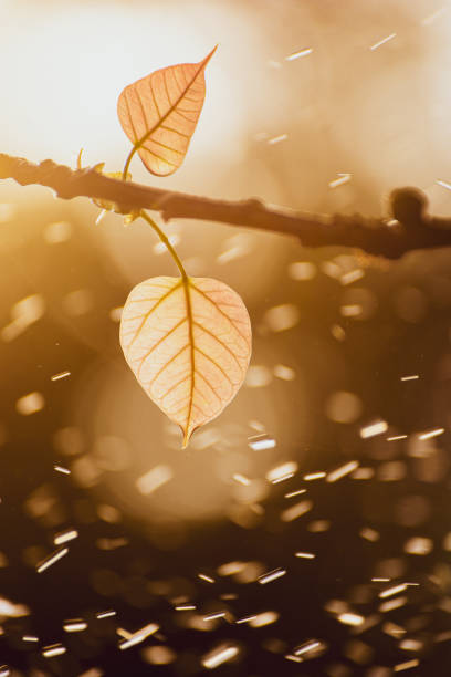 feuille verte de bo avec la lumière du soleil le matin avec la pluie, arbre de bo représentant le bouddhisme en thaïlande. - peepal photos et images de collection