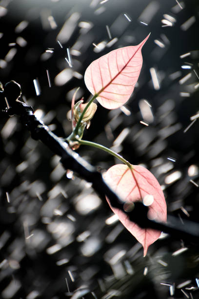 feuille verte de bo avec la lumière du soleil le matin, arbre de bo représentant le bouddhisme en thaïlande. - peepal photos et images de collection