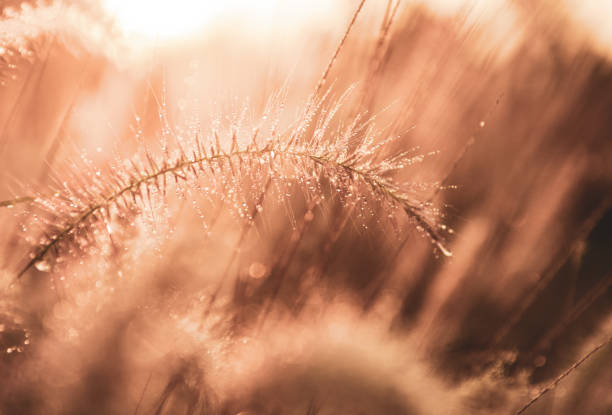 istock Beautiful flowers grass in nature background. 1203344602