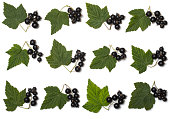 Leaflet and brush of blackcurrant.