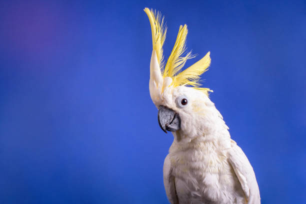 A very nice white cockatoo parrot. A very nice white cockatoo parrot sitting on the cage on the blue background. parrot photos stock pictures, royalty-free photos & images