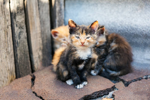 Homeless abandoned animals alone with themselves. A small kitten from a small flock of homeless street kittens looks with care. Homeless abandoned animals alone with themselves. A flock of stray cats on a city street. stray animal photos stock pictures, royalty-free photos & images