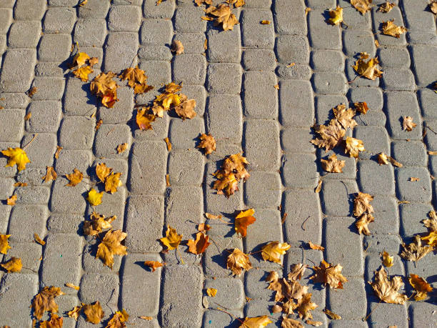 istock Gray stone sidewalk in a park with yellow fall foliage. 1203346883