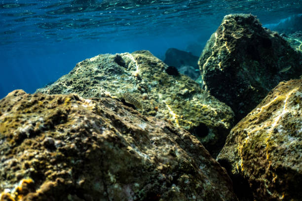 istock underwater Image, underwater scenic landscape, ocean photography 1203346932