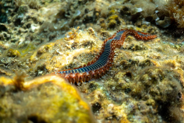 istock underwater Image, underwater scenic landscape, ocean photography 1203347077