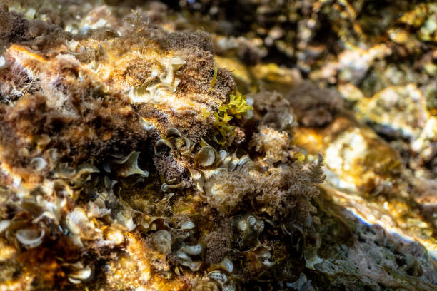 istock underwater Image, underwater scenic landscape, ocean photography 1203347102