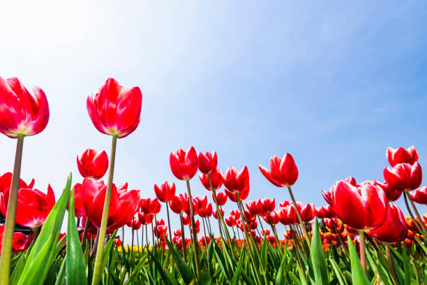 istock Beautiful tulips flower with the blue sky background 1203347238