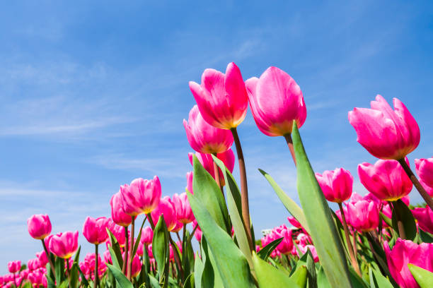 istock Beautiful tulips flower with the blue sky background 1203347240