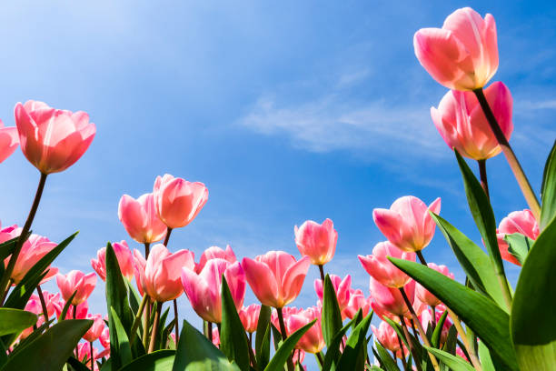 istock Beautiful tulips flower with the blue sky background 1203347312