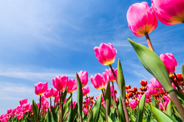 istock Beautiful tulips flower with the blue sky background 1203347400