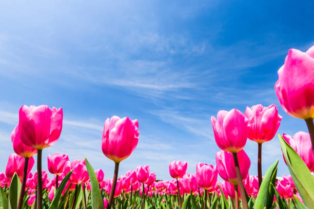 istock Beautiful tulips flower with the blue sky background 1203347437