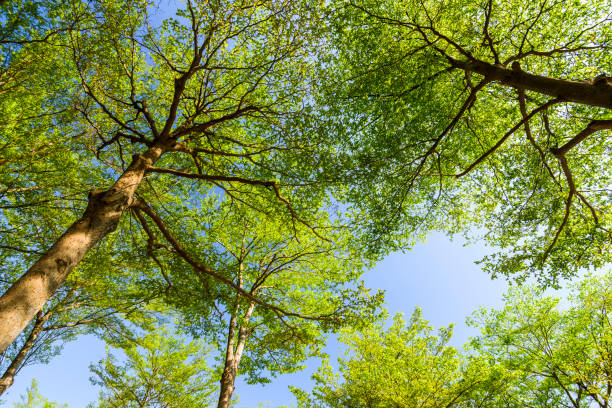istock Green trees with blue sky as background 1203347495