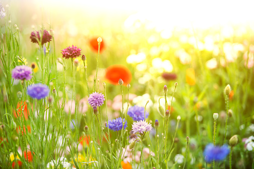 Multi colored wildflowers in summer garden back lit by the sun