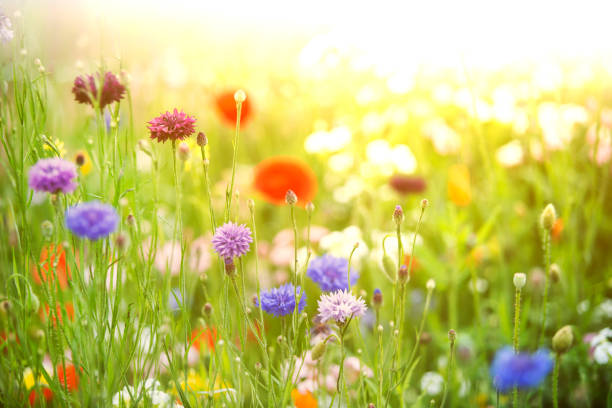 kwiaty w ogrodzie letnim - poppy field sky sun zdjęcia i obrazy z banku zdjęć