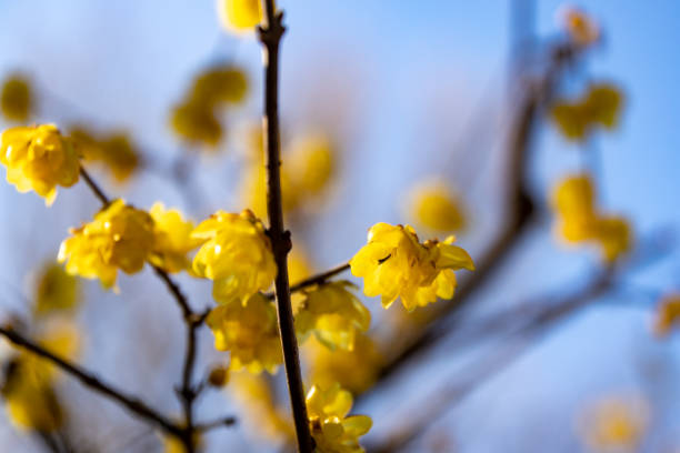 istock Japanese allspice in Tokyo, Japan 1203350098