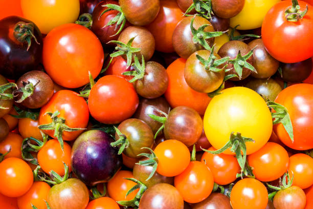 istock all kind of fresh tomatoes in the basket 1203350637