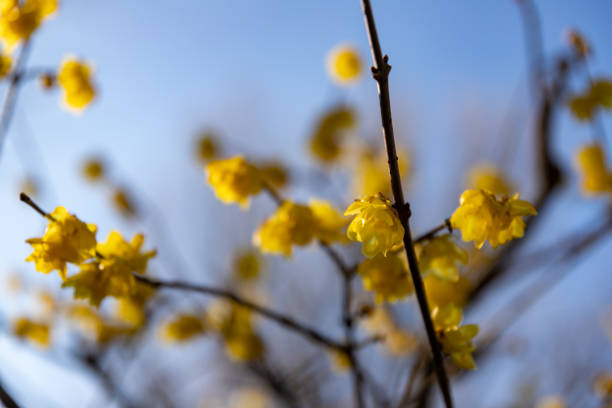 istock Japanese allspice in Tokyo, Japan 1203350674