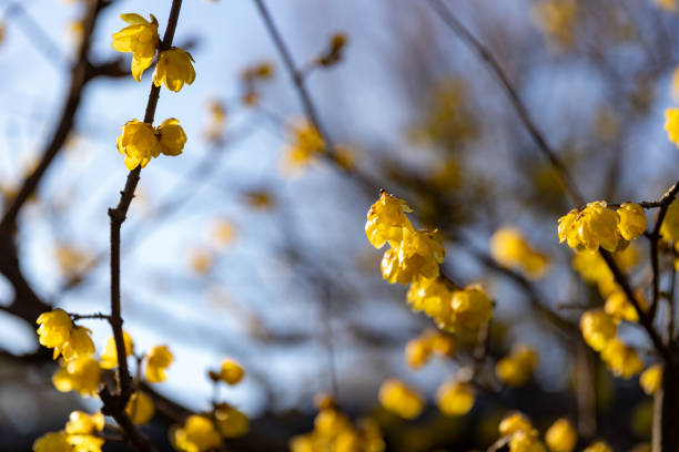 istock Japanese allspice in Tokyo, Japan 1203350720