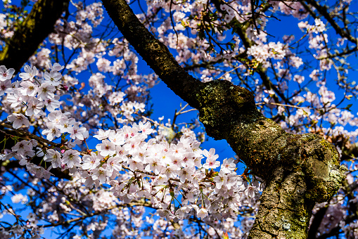 Cherry flowers bloom in spring season.