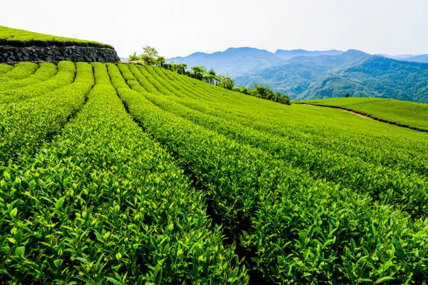 tea plantation in the mountaintop