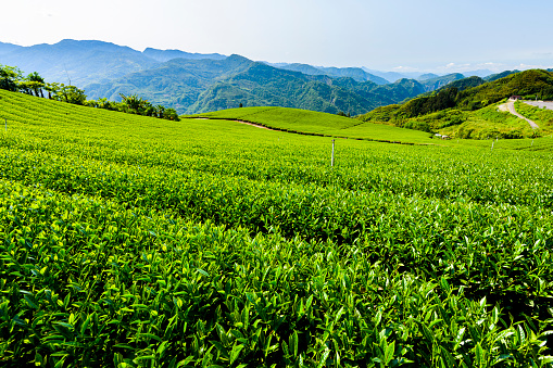 tea plantation in the mountaintop