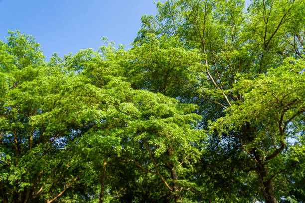istock Green trees with blue sky as background 1203351352