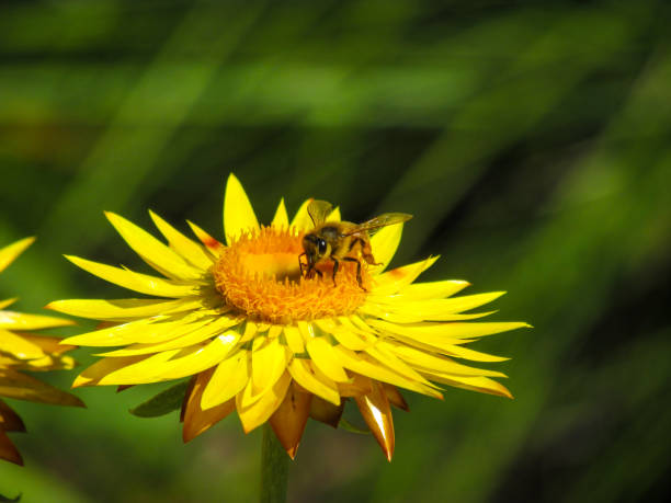 A honey bee is busy pollinating on a yellow Gerbera Daisy flower in a sunny day in Cranbourne Botanic Gardens, VIC, Australia. The animal is associated with strong sense of duties to one's community