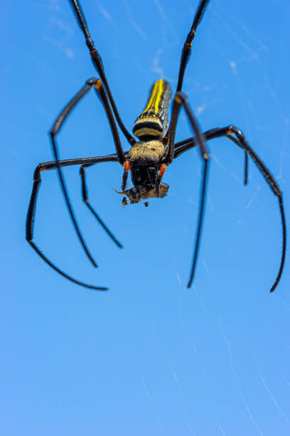 istock Giant golden orb weaver 