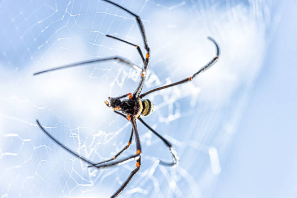 istock Giant golden orb weaver 