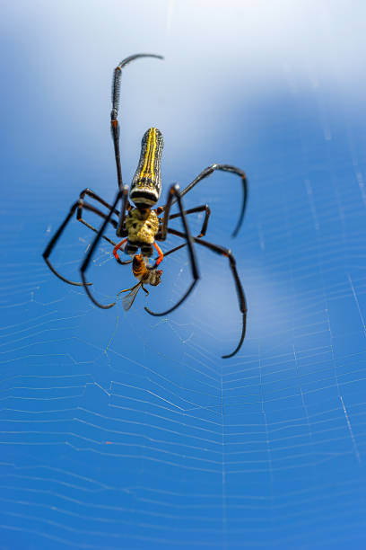 istock Giant golden orb weaver 