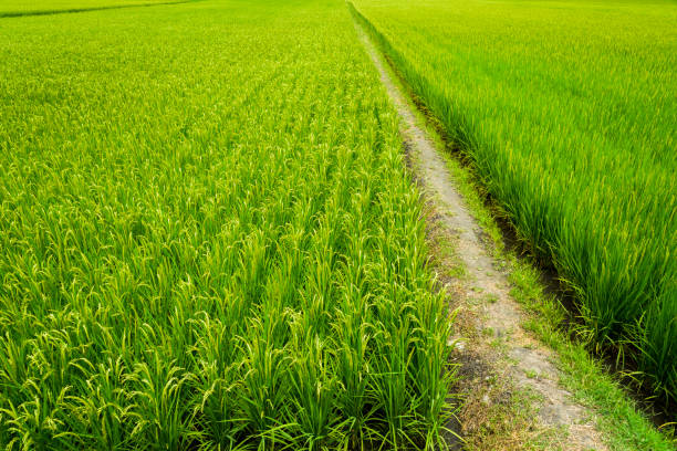 istock Ripe paddy Field in Taiwan eastern. 1203353242
