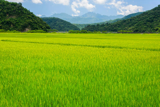 Ripe paddy Field with Mountains Background under Blue Sky, Taiwan eastern.