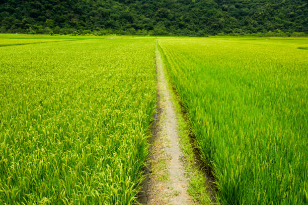 istock Ripe paddy Field in Taiwan eastern. 1203353354