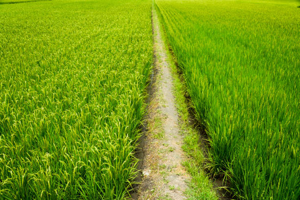 istock Ripe paddy Field in Taiwan eastern. 1203354431