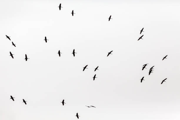 istock Cranes in silhouette flying in the sky 1203354690