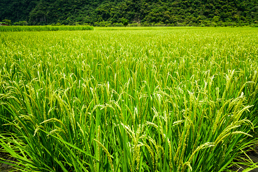 Ripe paddy Field in Taiwan eastern.