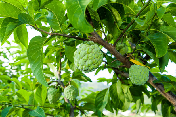 istock The custard apple on the tree in Taitung, Taiwan. 1203354957