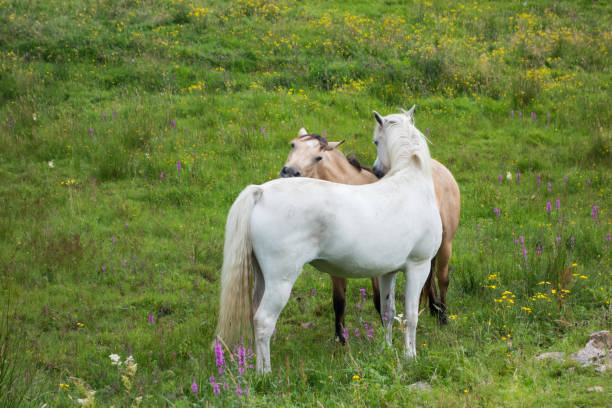 istock Two Horses Frolicking, Ireland 1203357328