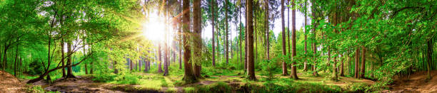 森のパノラマ - tree tree trunk forest glade ストックフォトと画像