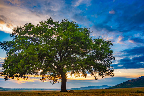 istock Beautiful landscape with a lonely oak tree in the sunset and dramatic clouds 1203357401