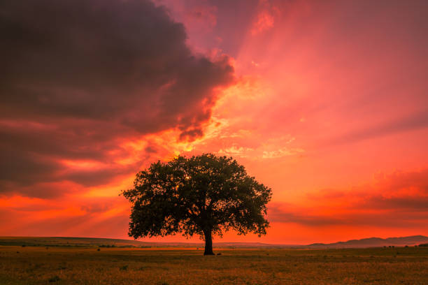 istock Beautiful landscape with a lonely oak tree in the sunset and dramatic clouds 1203357405