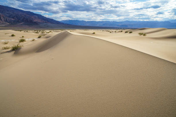 Expansive view of golden sands forming rippled textures in a desert, with a tranquil blue sky above, evoking a sense of serenity and natural beauty. The untouched landscape highlights the mesmerizing patterns of wind-sculpted dunes, conveying a timeless and solitary atmosphere.
