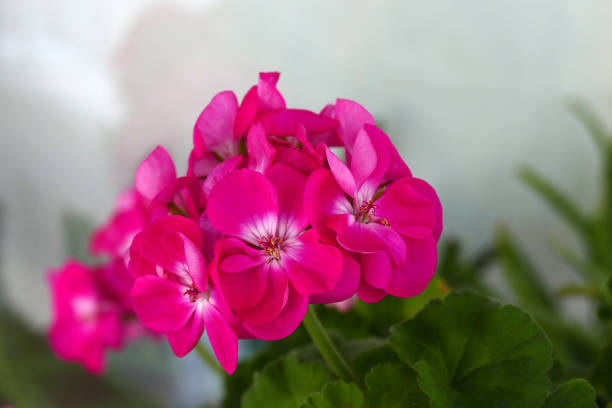 ornamental plants on the windowsill, pot flowers on the windowsill,