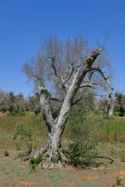 istock Olive trees affected by the disease called xylella in Salento, Apulia 1203359455