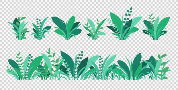 Vector illustration of Green grass. Spring and summer various plants, grass and bushes. Natural elements of grass isolated on transparent background.